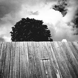 Arbre (noir et blanc) sur Rob Blok