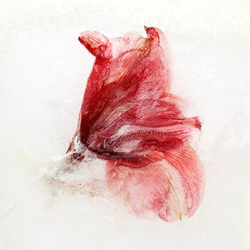 Bevroren schoonheid van Herman IJssel BWPHOTO