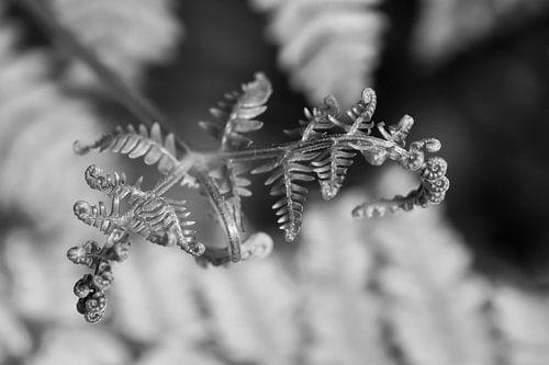 Unfolding Life - black and white photography