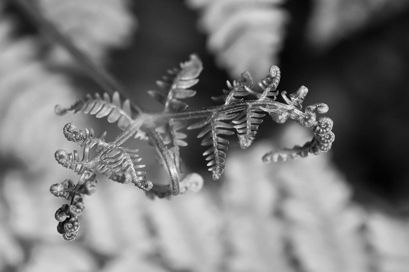 Unfolding Life - photographie en noir et blanc par QEIMOY