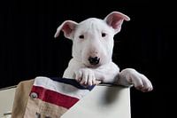 Bull Terrier