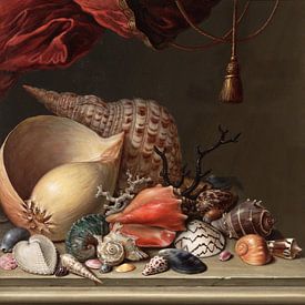 Still life with shells, C.F.D. Diet by Teylers Museum