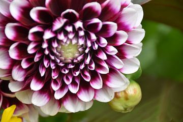 Een bloem in de tuin in de herfst van Claude Laprise