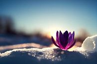 Crocuses in Spring with Snow Illustration by Animaflora PicsStock thumbnail