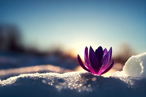 Krokusse im Frühling mit Schnee Illustration