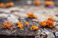 Kleine oranje paddestoelen op een boomstam. van Jan van Broekhoven thumbnail