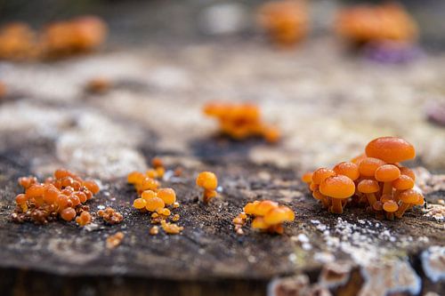 Kleine oranje paddestoelen op een boomstam.