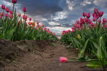 Gevallen roze tulp in een tulpenveld