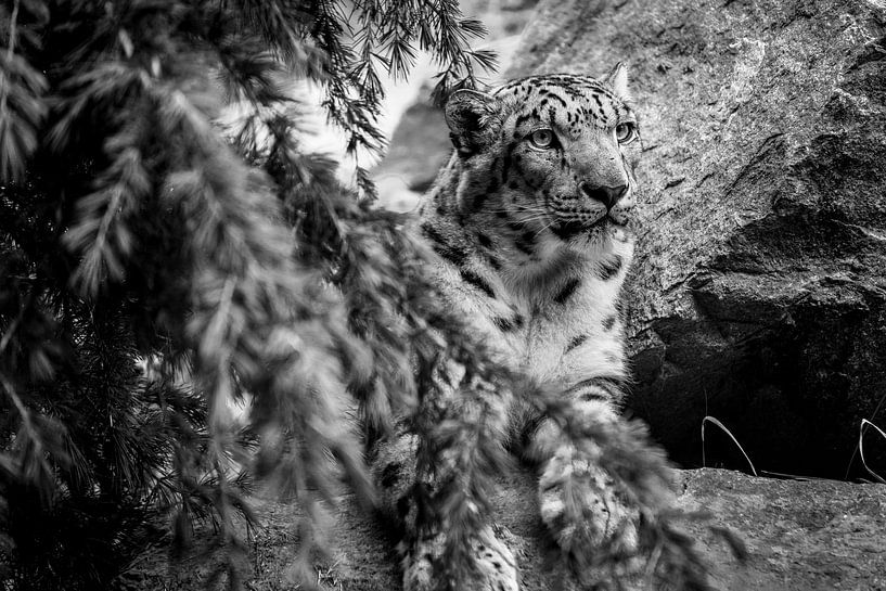 Gepard von Stephan Zaun