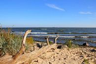 Strandgut  von Ostsee Bilder Miniaturansicht