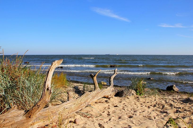 Strandgut  von Ostsee Bilder