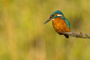 Kingfisher on a branch. by Menno Schaefer