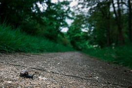 Langsam aber sicher von Arthur van Iterson