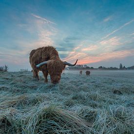 Schottischer Highlander mit Raureif von Ferdinand Mul