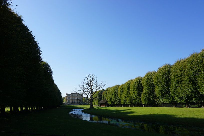 Dode boom by Job ter Steege