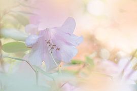 Zarter Strauch in Pastelltönen