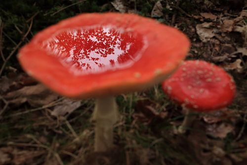 Amanite tue-mouches (Amanita muscaria), également appelée Amanite rouge Germany