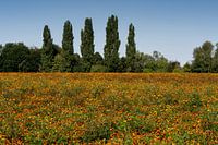 a field full of marigolds in a wooded area with trees in a beautiful nature reserve.