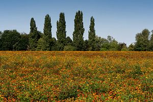 Aan het wandelen in de Kampina, struikelend over een veld vol met bloemen, Afrikaantje een oranje ve van Lieke van Grinsven van Aarle