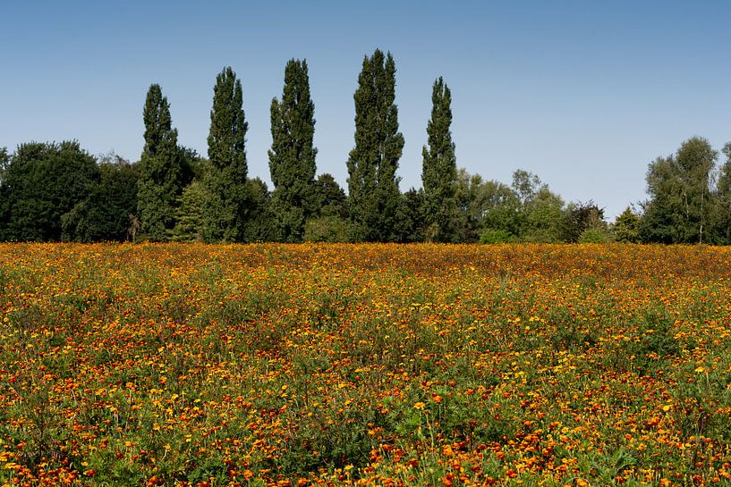 a field full of marigolds in a wooded area with trees in a beautiful nature reserve. by Lieke van Grinsven van Aarle