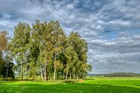 Berkengroep in de zomer