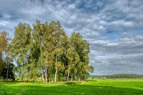 Berkengroep in de zomer