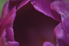 Tulip by Christer Andersson