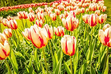 Meerkleurige tulpen van Stedom Fotografie