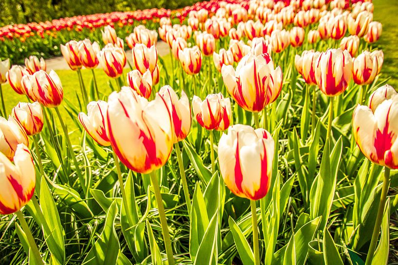 Meerkleurige tulpen by Stedom Fotografie
