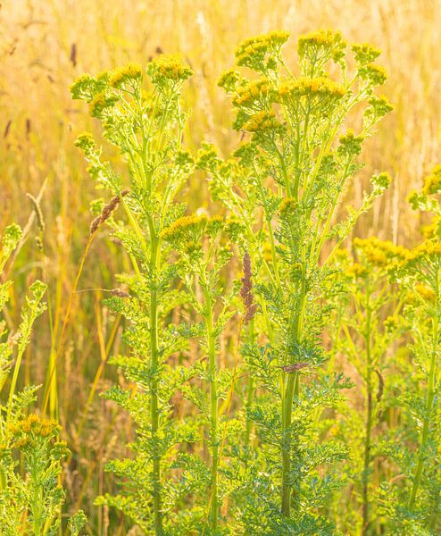 Jacob's broom (Senecio jacobaea) Netherlands by Marcel Kerdijk