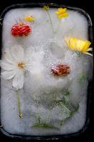 Bevroren Zomer IV