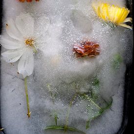 Frozen Summer IV von Guido Van den Troost