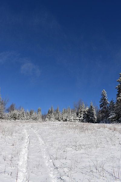 A snowy forest after the storm by Claude Laprise