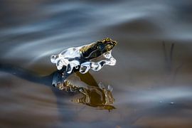 Smeltend ijs aan een takje by Marcel Alsemgeest