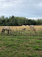 Chevaux