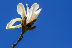 Magnolienblüte