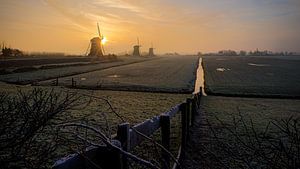 Sunny Windmills van Sjon de Mol