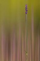 Lavendel