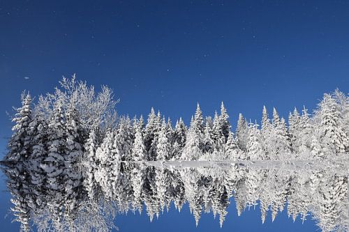 Een besneeuwd bos onder een blauwe hemel