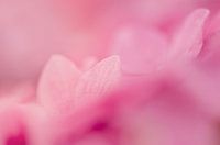 Pink Overload