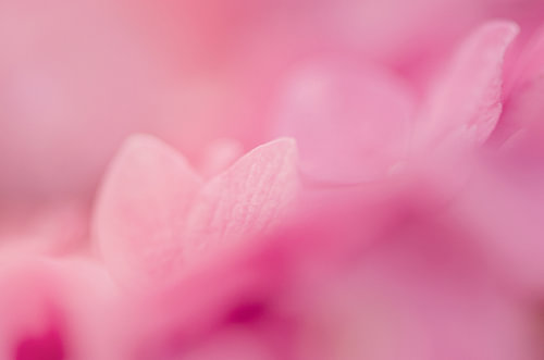 Pink Overload
