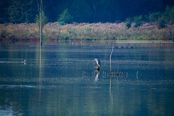Grey Heron in the middle of the lake