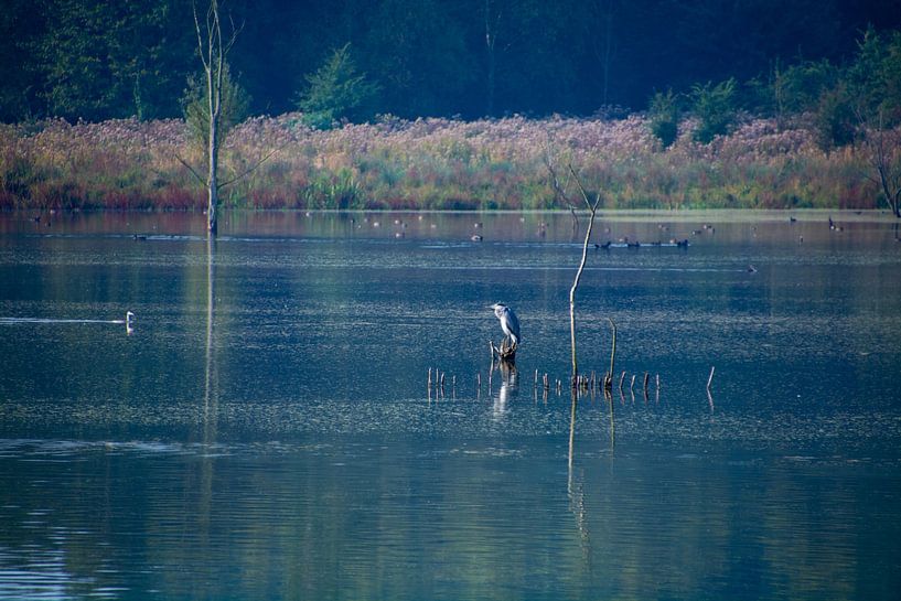 Héron cendré au milieu de l'étang par FotoGraaG Hanneke