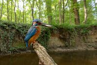 Kingfisher with fish