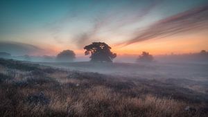 Nebel in der Heide