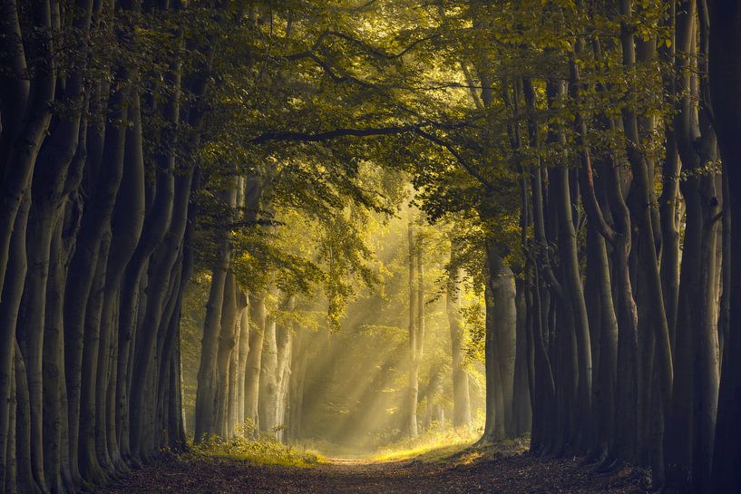 betoverend bospad van Axel Drenth