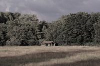 dilapidated shed on the edge of the forest