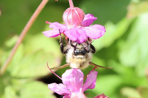 Von der Natur begeistert