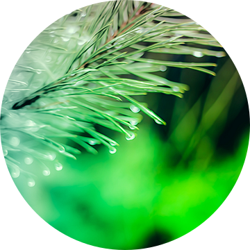 Een twijg van een spar, vol met waterdruppels, abstract uitgevoerd met paarse en groene kleuren.