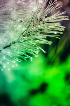 Een twijg van een spar, vol met waterdruppels, abstract uitgevoerd met paarse en groene kleuren. van Robert Wiggers